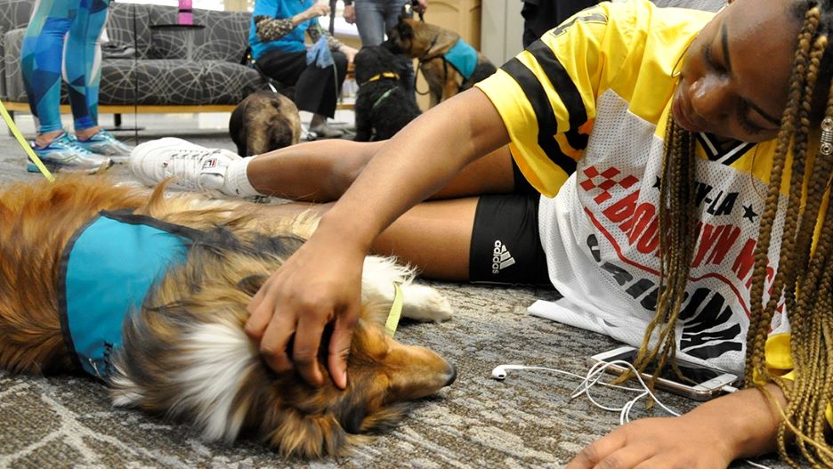 Student petting a therapy dog with other students and therapy dogs in the background