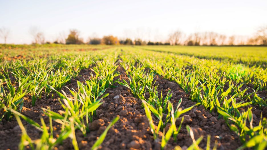 Small crops growing in rows on a sunny field