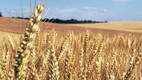 wheat field